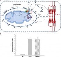 /album/antonio-ascens%c3%a3o/mit-ck-jpeg/